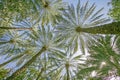 Arabian Date Palm Trees