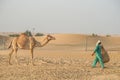 Of the Arabian desert camel United Arab Emirates