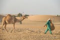 Of the Arabian desert camel United Arab Emirates