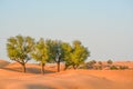 Arabian desert tree Prosopis Cineraria on the red sand dunes of Dubai, United Arab Emirates Royalty Free Stock Photo