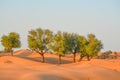 Arabian desert tree Prosopis Cineraria on the red sand dunes of Dubai, United Arab Emirates Royalty Free Stock Photo