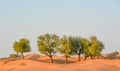 Arabian desert tree Prosopis Cineraria on the red sand dunes of Dubai, United Arab Emirates Royalty Free Stock Photo