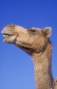 Arabian or Dromedary camel, Camelus dromedarius Royalty Free Stock Photo