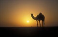 Arabian or Dromedary camel, Camelus dromedarius Royalty Free Stock Photo