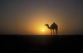 Arabian or Dromedary camel, Camelus dromedarius Royalty Free Stock Photo