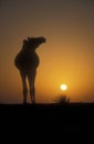 Arabian or Dromedary camel, Camelus dromedarius Royalty Free Stock Photo