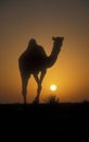 Arabian or Dromedary camel, Camelus dromedarius Royalty Free Stock Photo