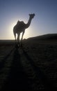 Arabian or Dromedary camel, Camelus dromedarius Royalty Free Stock Photo