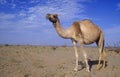 Arabian or Dromedary camel, Camelus dromedarius