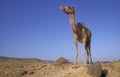 Arabian or Dromedary camel, Camelus dromedarius Royalty Free Stock Photo