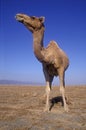 Arabian or Dromedary camel, Camelus dromedarius Royalty Free Stock Photo