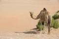 Arabian dromedary camel in the desert. Royalty Free Stock Photo