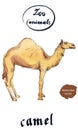 Arabian Dromedary Camel