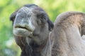 Arabian Dromedary camel resting in a shade