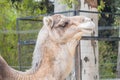 a camel is standing outside in front of a fence and trees