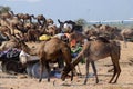 Arabian dromedary camels taking part at famous cattle fair holiday,India