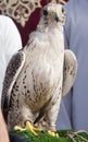 Arabian Falcon Royalty Free Stock Photo