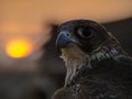 Arabian Falcon at Bedouin Sunset Royalty Free Stock Photo