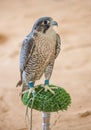 Arabian Falcon on its Perch Royalty Free Stock Photo