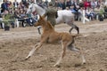 Arabian filly playing in the arena