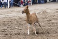 Arabian filly playing in the arena