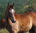 Arabian foal Royalty Free Stock Photo