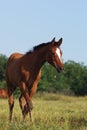 Arabian foal Royalty Free Stock Photo