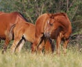 Arabian foal