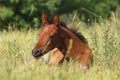 Arabian foal Royalty Free Stock Photo