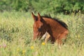 Arabian foal Royalty Free Stock Photo