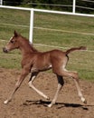 Arabian Foal Royalty Free Stock Photo