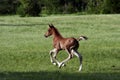 Arabian Foal Royalty Free Stock Photo