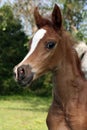 Arabian Foal Royalty Free Stock Photo