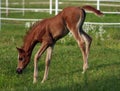 Arabian Foal Royalty Free Stock Photo