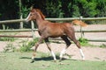 Arabian foal Royalty Free Stock Photo