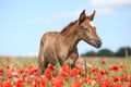 Arabian foal in red poppy field Royalty Free Stock Photo