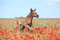 Arabian foal running in red poppy field Royalty Free Stock Photo