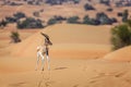 Arabian Gazelle Royalty Free Stock Photo