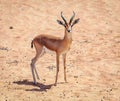 Arabian Gazelle Royalty Free Stock Photo