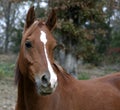 Arabian Gelding