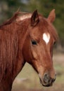 Arabian gelding Royalty Free Stock Photo