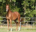 Arabian Gelding Royalty Free Stock Photo