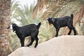 Arabian Goats Near by Palm Tree