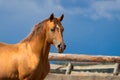 Arabian gold horse