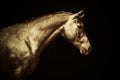 Arabian gold horse portrait on black background, colored art