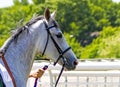 Arabian gray horse Royalty Free Stock Photo