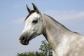 Arabian gray horse standing in corral at summertime Royalty Free Stock Photo