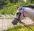 Arabian gray stallion Akkord Tersk Royalty Free Stock Photo