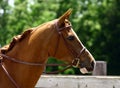 Arabian Head with Bridle