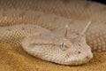 Arabian horned viper / Cerastes gasperettii Royalty Free Stock Photo